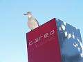 Pigeongull at Cargo Lounge